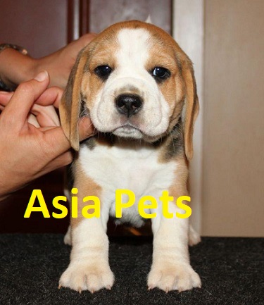 Much cost beagle in india does how a Beagle Dog