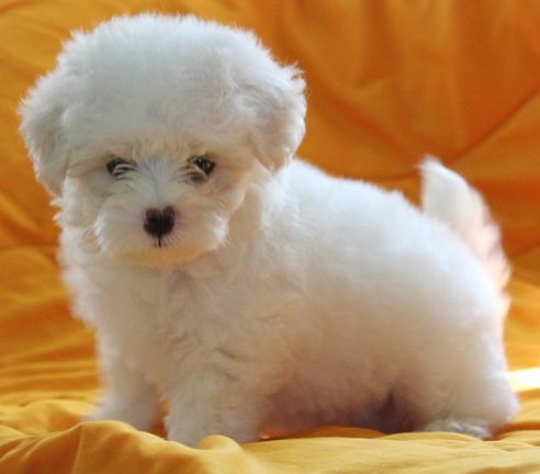 maltese puppy for sale