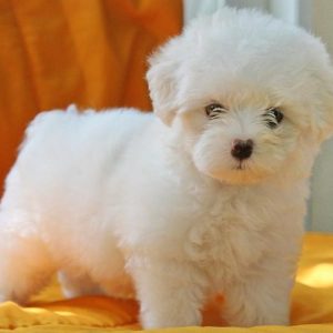 maltese puppy for sale in delhi