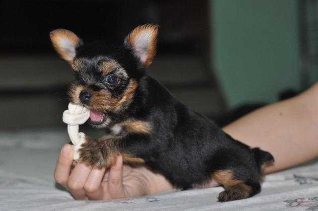 Yorkshire Terrier Puppy for Sale, Puppy Price Near You