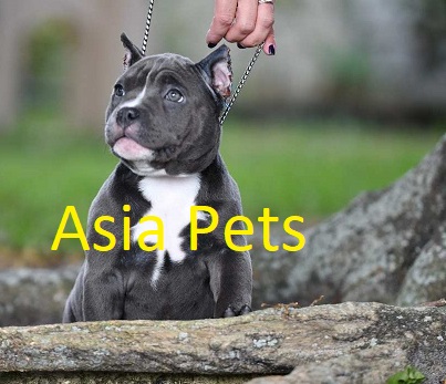 American Bully Puppy Price in Delhi