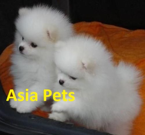 Toy Pom puppies for sale in Delhi Ncr