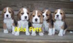 beagle puppy for sale in delhi