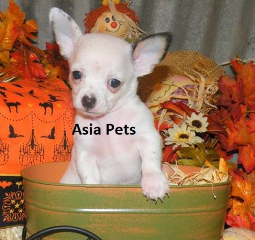 chihuahua puppy for sale in delhi