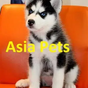 Black color Siberian husky puppy for sale in delhi
