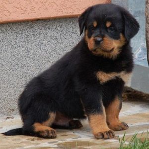 Rottweiler puppy for sale in Delhi