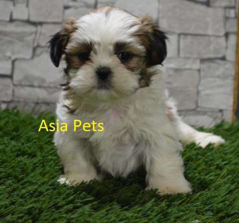 Shih Tzu Puppy for sale in Delhi