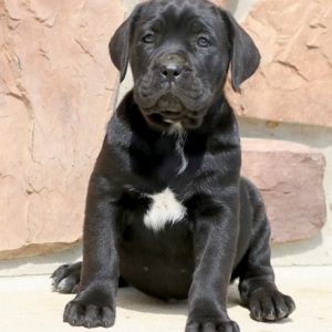 cane corso puppy for sale