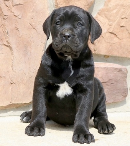 cane corso puppy for sale