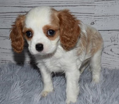 Cavalier King Charles Spaniel Dogs and Puppies For Sale in Delhi