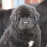 newfoundland puppy for sale