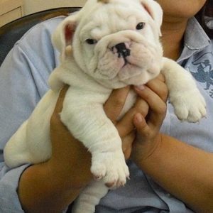 Bulldog puppy for sale in Mumbai