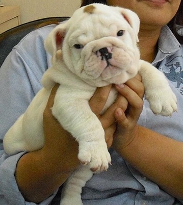 Bulldog puppy for sale in Mumbai