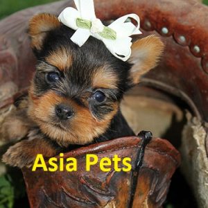 Yorkshire terrier Puppy For Sale in Mumbai