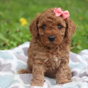 Poodle puppy for sale in Mumbai