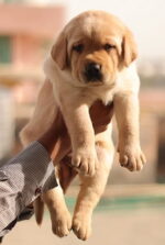 labrador puppy for sale in delhi