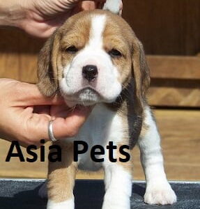 beagle puppy for sale in gurgaon