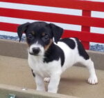 Jack Russell Terrier puppy for sale in Delhi