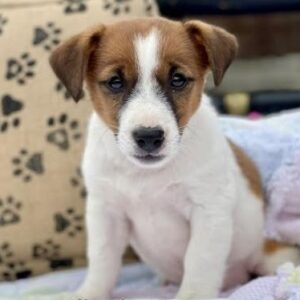 Jack Russell terrier puppy for sale