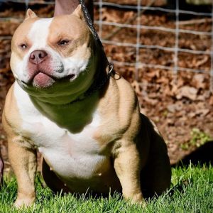 American Bully Puppies For Sale in Mumbai