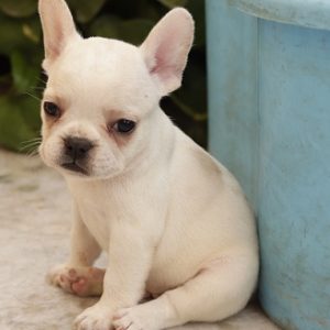 French bulldog Puppies For Sale in Mumbai