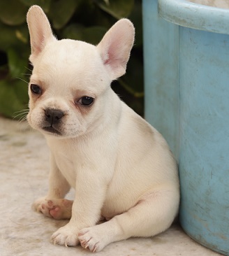 French bulldog Puppies For Sale in Mumbai