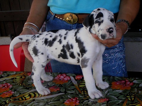 Harlequin great dane Puppies For Sale in Mumbai