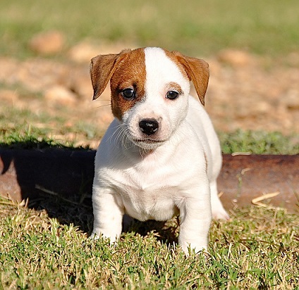 jack russell terrier puppy for sale in gurgaon