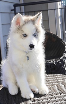 siberian husky puppy for sale in noida