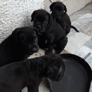 Cane Corso Puppies for sale in Mumbai