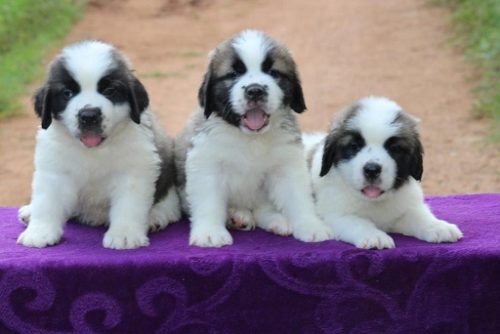 Saint Bernard Puppies for sale in mumbai