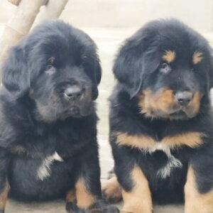 Gaddi Puppies For Sale in Mumbai