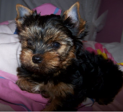 yorkshire terrier puppy for sale in gurgaon