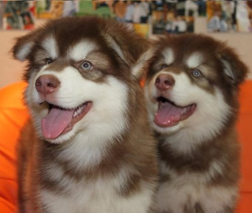 Alaskan malamute Puppies For Sale in Mumbai