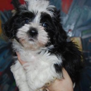 havanese puppies for sale in gurgaon