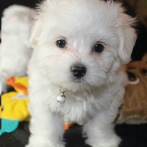 Maltese Puppies For Sale in Chennai