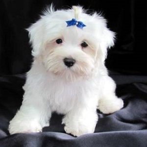 maltese puppy for sale in gurgaon