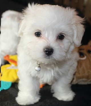 Maltese Puppies For Sale in Chennai