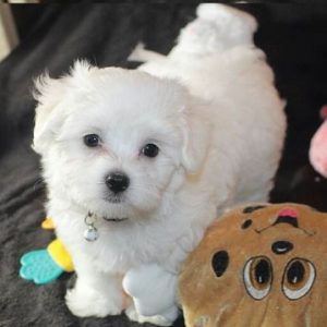 maltese puppy for sale in bangalore