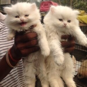 persian kitten for sale in delhi