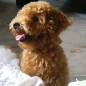 Poodle Puppies for sale in Chennai